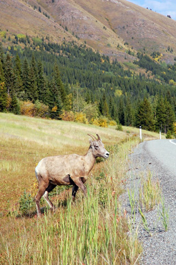 A Mountain Goat in a rocky mountain landscape is getting ready to cross a road.