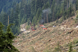 A panoramic view of a cleared side of a mountain where clearcutting occurred. 