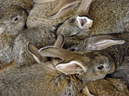 Oryctolagus cuniculus : le lapin de garenne