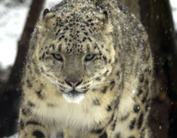 Un léopard des neiges, vu de face.