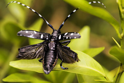 The back view of an Asian Long-horned Beetle on a leaf opening its wings. 