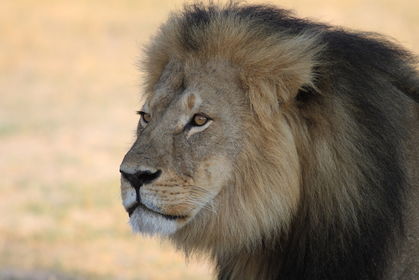 5 Ways Cecil the Lion Helped Scientists Understand Big Cats