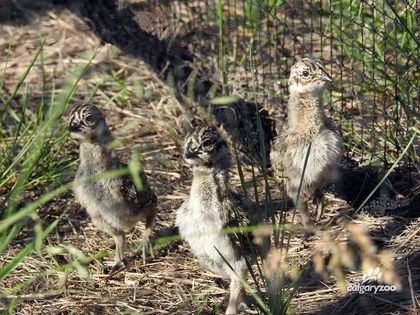 Calgary Zoo hatches 50 endangered greater sage grouse birds