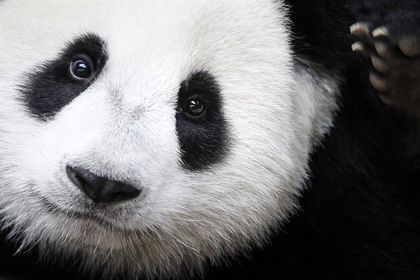 Giant Panda is no longer an endangered species