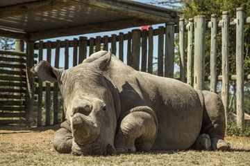 The Story Behind That Viral Photo of a Lonely Rhino