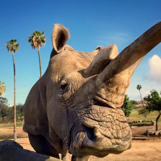 Goodbye, Nola: Only 3 Northern White Rhinos Remain in the World