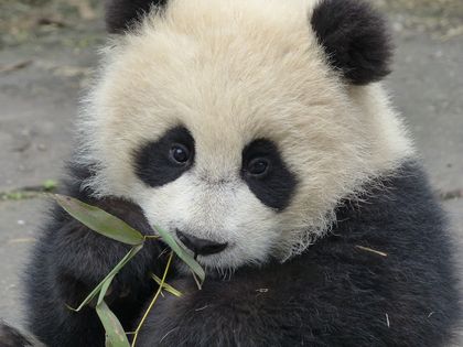 The Key to Making Baby Pandas? Love