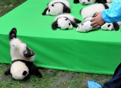 Cutest Face-Plant Ever? Baby Panda Falls Off Stage