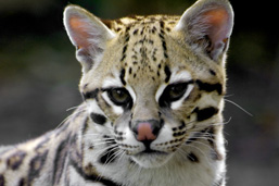Close-up of the head of an Ocelot facing the camera. 