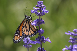 Papillon monarque vu de profil, posé sur des fleurs en grapes mauves.