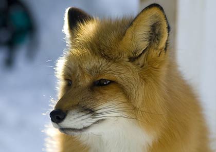 Gros plan sur la tête d'un renard roux vu de profil.