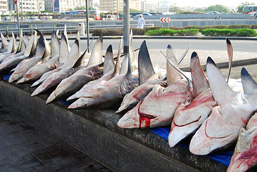 Bloody shark carcasses aligned next to each other on a dock.