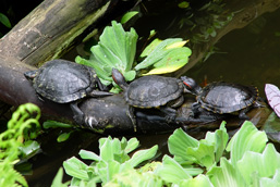 Trois tortues à oreilles rouges reposent sur un billot, à la file indienne.