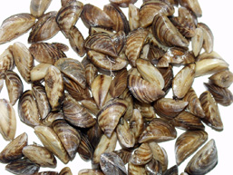 A mound of Zebra Mussels.