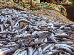 A pile of fish laying on a fishing net. 